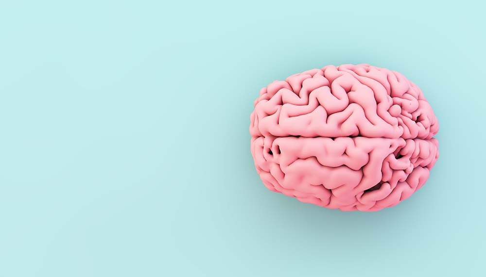 Brain