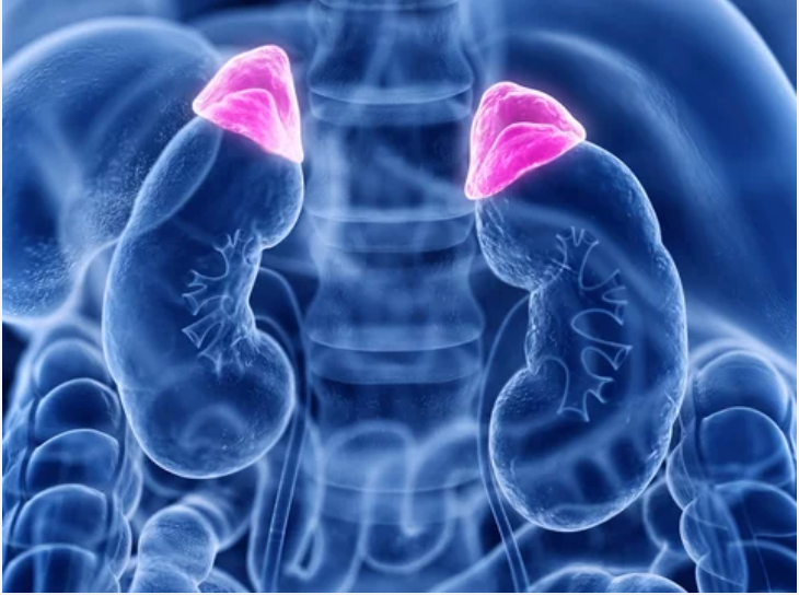 adrenal glands